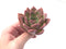 Echeveria Agavoides 'Shallot' 3" Succulent Plant