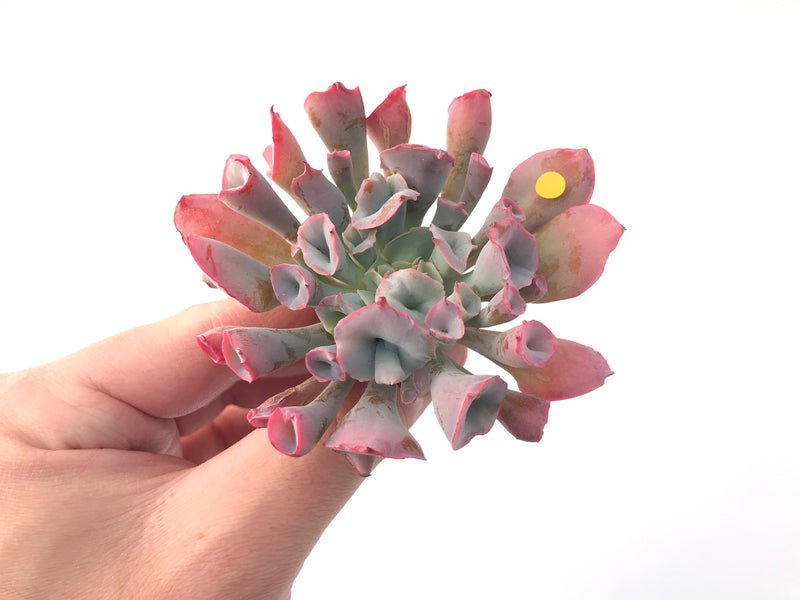 Echeveria 'Trumpet Pinky' 3" Succulent Plant