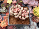 Echeveria 'Avant-garde' 2" Succulent Plant