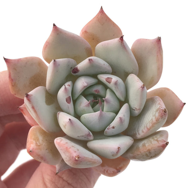 Echeveria 'Larega' Powdery 2" Succulent Plant