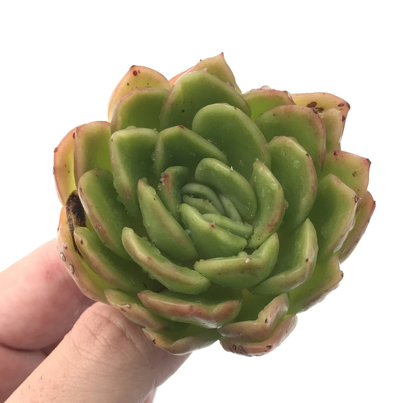 Echeveria Agavoides 'Raja' 2"-3" Rare Succulent Plant