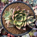 Echeveria 'Green Giant' 4"-5" Cluster Succulent Plant