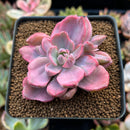 Graptoveria 'Mrs. Richards' Variegated 2" Succulent Plant