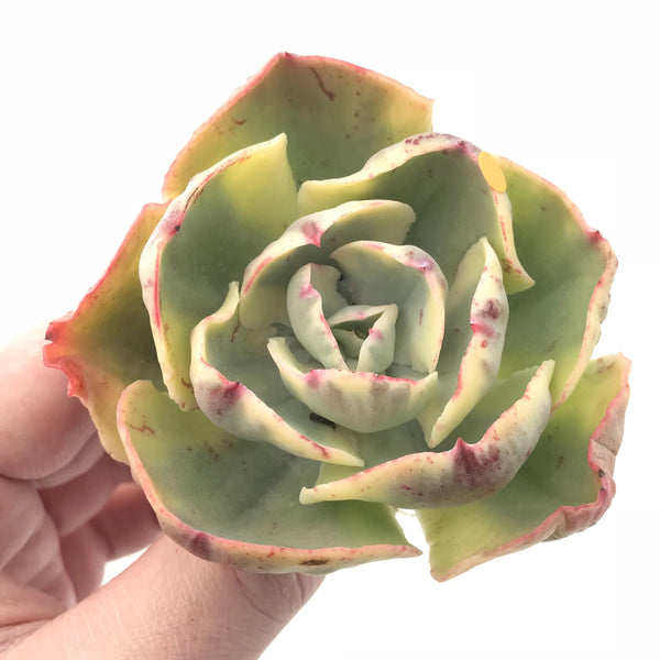 Echeveria Enfant Variegated 3” Rare Succulent Plant