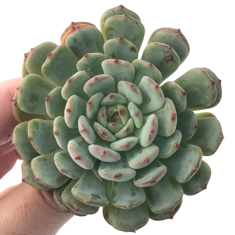 Echeveria 'White Farm' 2" Succulent Plant