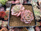 Echeveria sp. 4" Succulent Plant