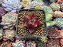 Echeveria Agavoides 'Red Rubin'' 1" Small Seedling Succulent Plant