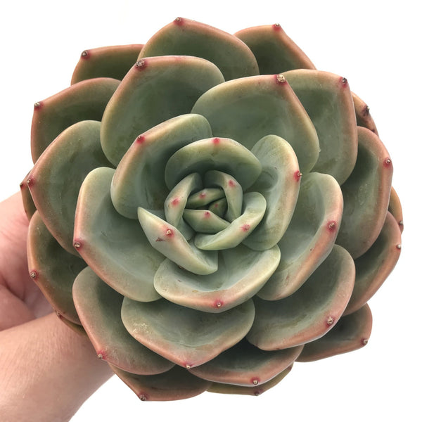 Echeveria Agavoides 'Orange Flower' 5" Rare Succulent Plant