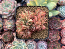 Echeveria Agavoides 'Ebony' Crested 2"-3" Succulent Plant