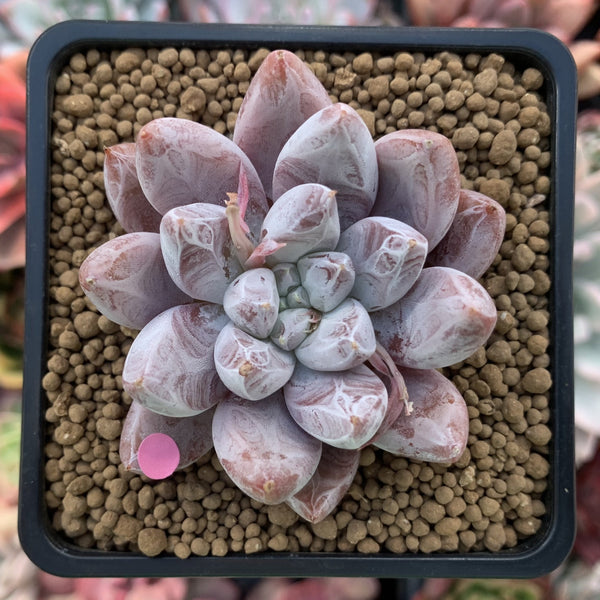 Echeveria 'Tolimanensis' 2"-3" Selected Clone Succulent Plant