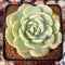 Echeveria sp. 2"-3" Succulent Plant