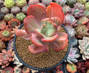 Echeveria 'Beserk' Variegated 4" Succulent Plant