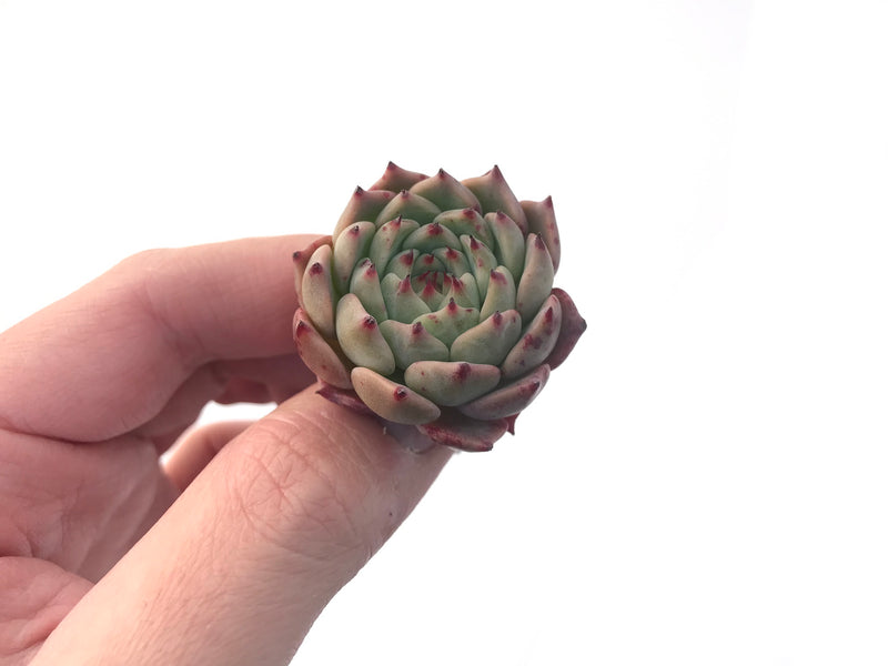 Echeveria 'Zaragoza' Hybrid 1"-2" Succulent Plant