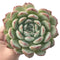 Echeveria 'Yusuke' 4" Succulent Plant