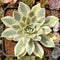 Orostachys 'Fuji' Variegated 3" Succulent Plant