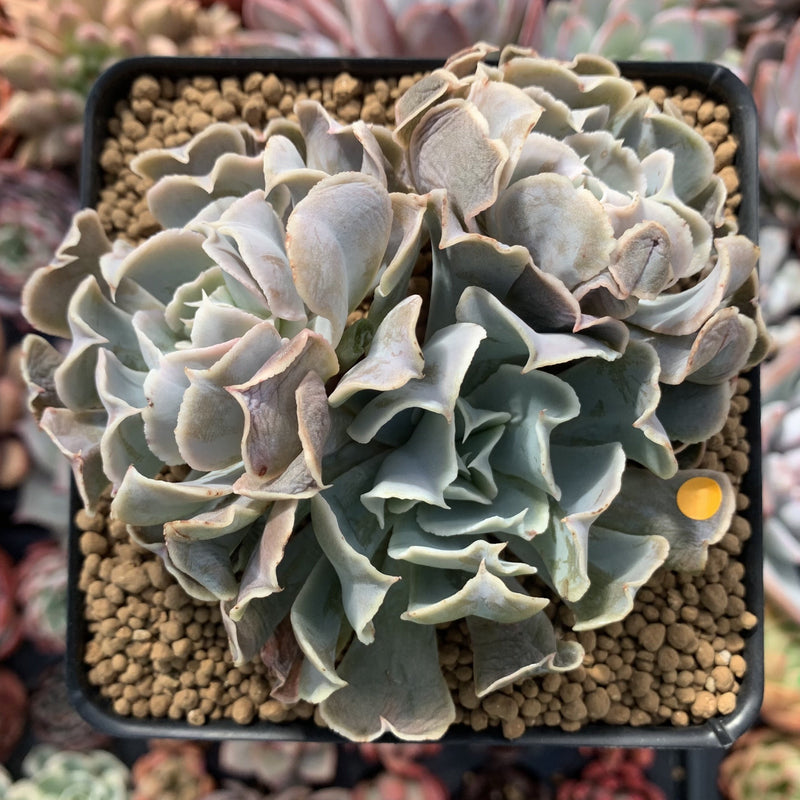 Echeveria 'Desert Star' 4"-5" Cluster Succulent Plant