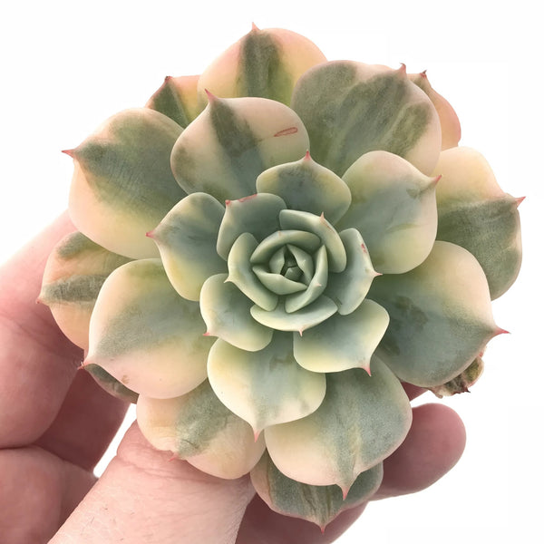 Echeveria Bluette Variegated 3” Rare Succulent Plant