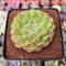 Echeveria 'Abiyu' 2"-3" (Setosa Hybrid) Succulent Plant