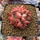 Echeveria 'Mebina' Non-Variegated Small 1"-2" Succulent Plant