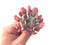 Echeveria 'Trumpet Pinky' 3" Succulent Plant