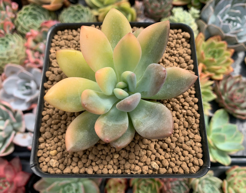 Graptoveria 'Opalina' Variegated 2"-3" Succulent Plant