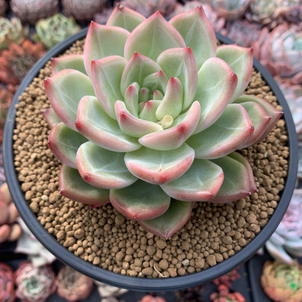 Echeveria Agavoides 'Shallot' 5" Succulent Plant