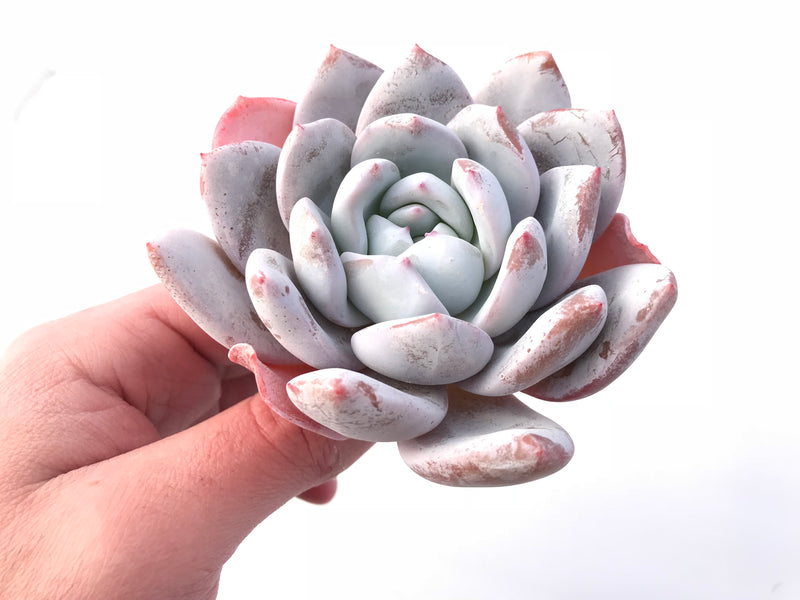 Echeveria Ivory 4” Rare Succulent Plant