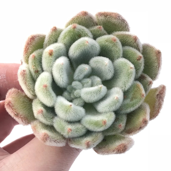 Echeveria Gold Star 3" Rare Succulent Plant