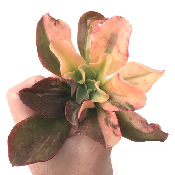 Echeveria 'Jyulia' Variegated 4" Succulent Plant