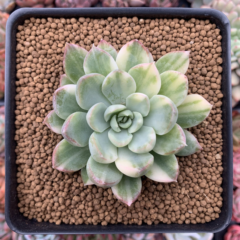 Echeveria 'Brit Ceramic' Variegated 3"-4" Succulent Plant