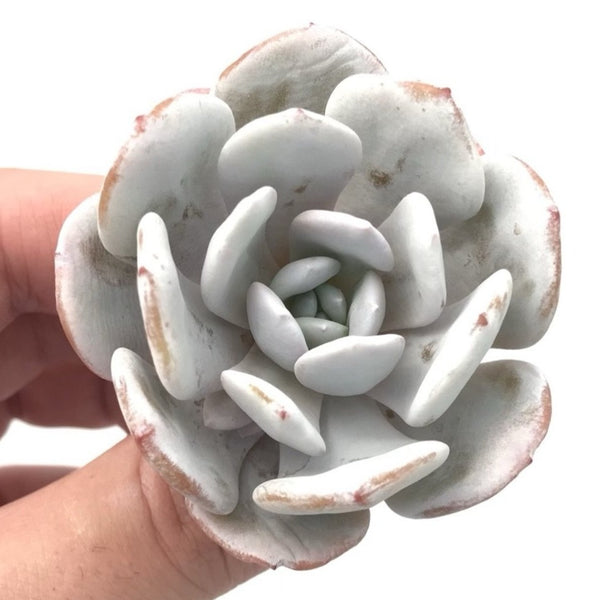 Echeveria 'Laui' 1"-2" Succulent Plant