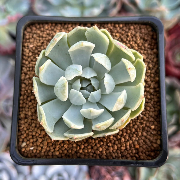 Echeveria 'Angel-In-Us' Variegated 2" Succulent Plant