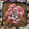 Echeveria 'Raindrop' 3" Succulent Plant