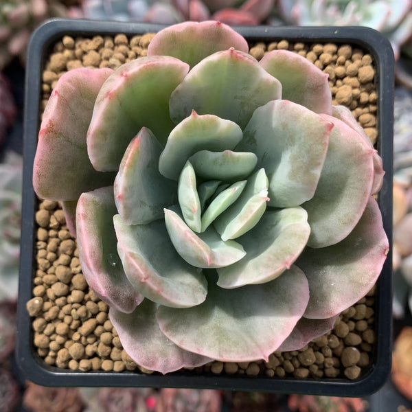 Echeveria 'Luella' Variegated 3" Succulent Plant