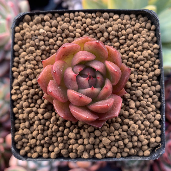 Echeveria Agavoides 'Cagliari' 1" Small Succulent Plant