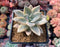 Graptopetalum 'Paraguayensis Awayuki' Variegated 3" Succulent Plant