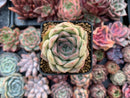 Echeveria 'Chung-ha' 2" Succulent Plant