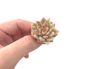 Echeveria 'Mebina' Variegated 1" Small Rare Succulent Plant