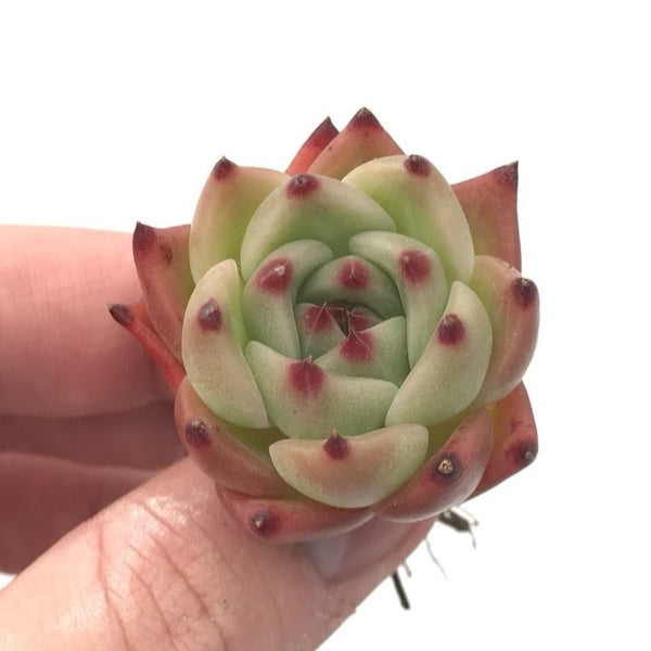 Echeveria sp. 1" Seedling Rare Succulent Plant