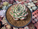 Echeveria 'Yusuke' 4" Succulent Plant