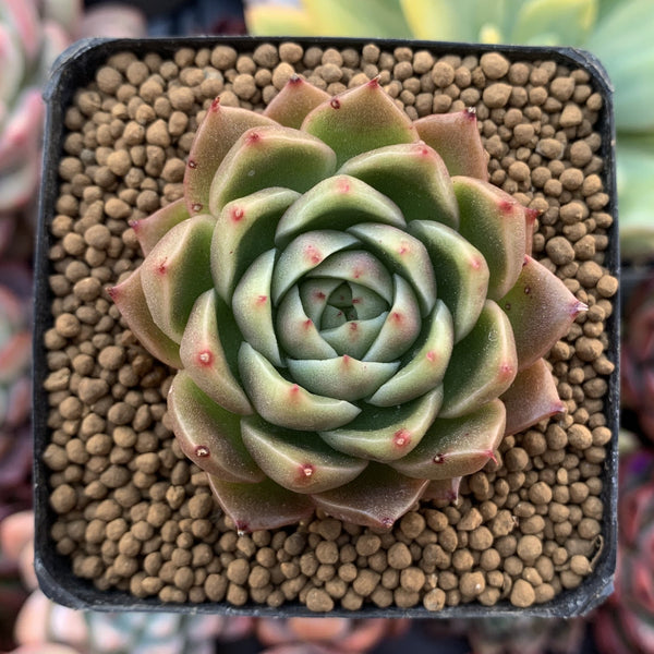 Echeveria Agavoides 'Spicy' 1"-2" Succulent Plant