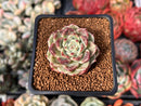 Echeveria Selected Hybrid 1"-2" Succulent Plant