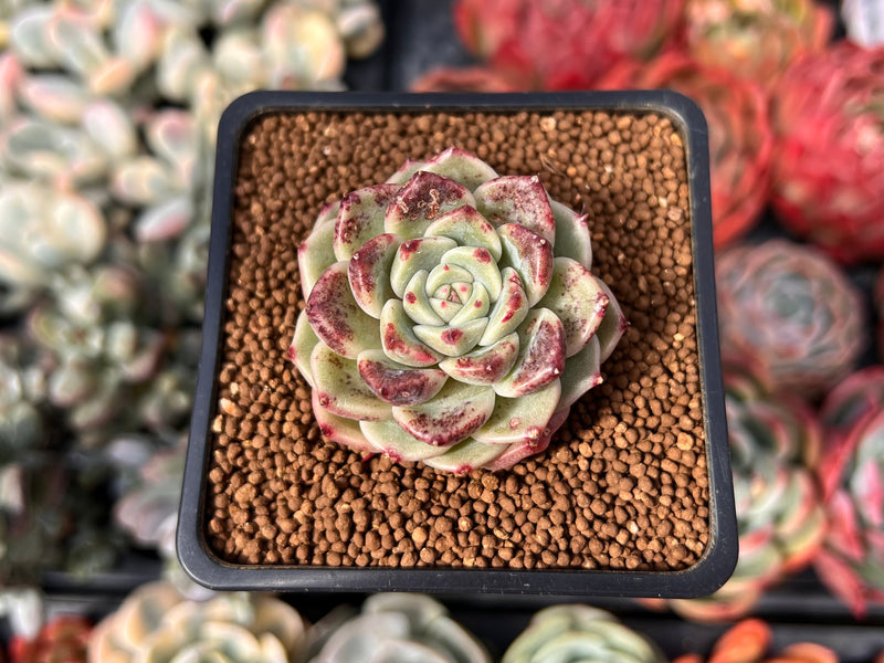 Echeveria Selected Hybrid 1"-2" Succulent Plant