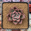 Echeveria Agavoides 'Chanel Pink' 2" Succulent Plant