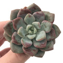 Echeveria 'Amore' 2"-3" Succulent Plant