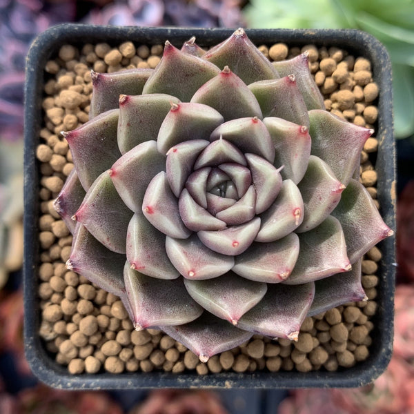 Echeveria Agavoides 'Jelly Peach' 1" Succulent Plant