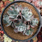 Echeveria 'Berkeley Light' Variegated 7"-8" Large Cluster Succulent Plant