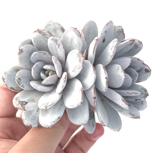 Echeveria 'Laui' 4" Double Headed Cluster Succulent Plant