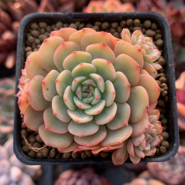 Echeveria 'Sugar Baby' 1” Rare Succulent Plant