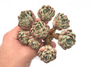 Echeveria 'Nanahukumini' Cluster 4" Very Old Specimen Succulent Plant